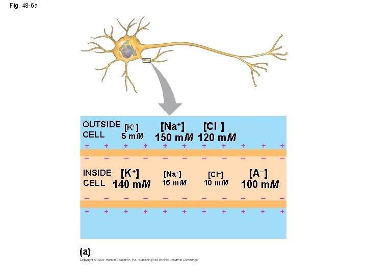 Fig. 48 -6 a OUTSIDE [K+] CELL 5 m. M INSIDE [K+] CELL 140