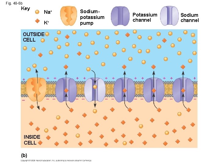 Fig. 48 -6 b Key Na+ K+ OUTSIDE CELL INSIDE CELL (b) Sodiumpotassium pump