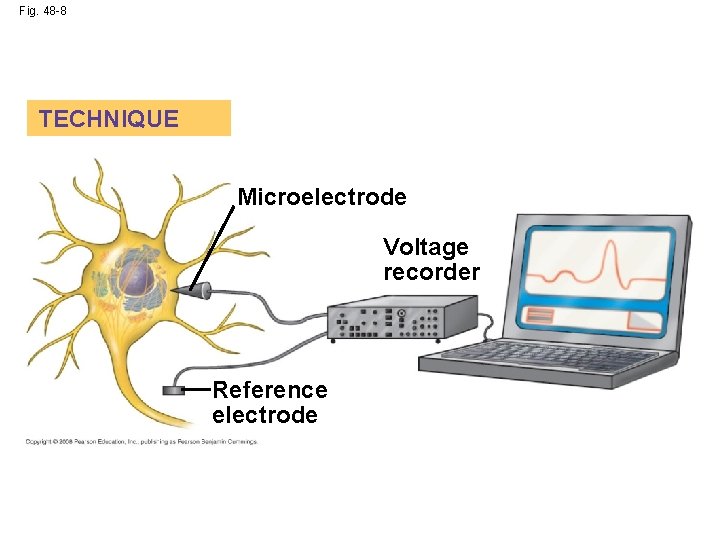 Fig. 48 -8 TECHNIQUE Microelectrode Voltage recorder Reference electrode 