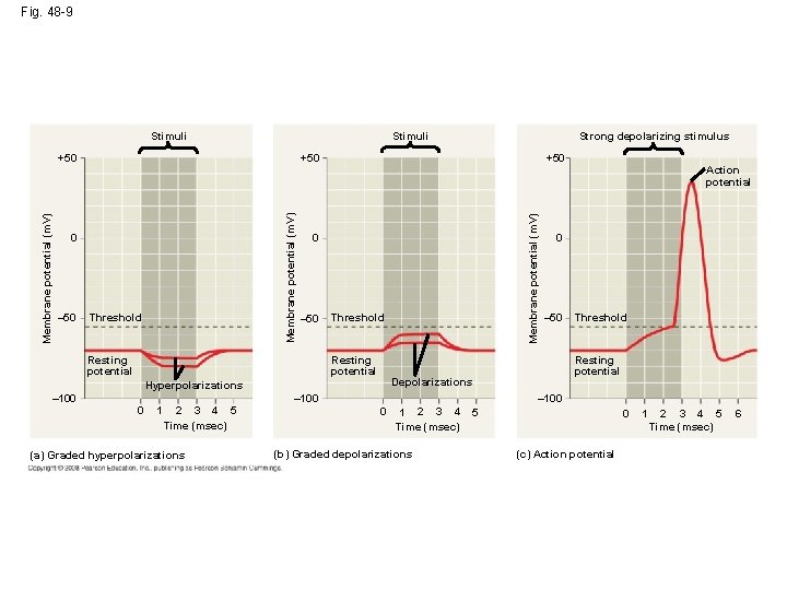 Fig. 48 -9 Stimuli +50 0 Threshold +50 0 – 50 Resting potential Threshold