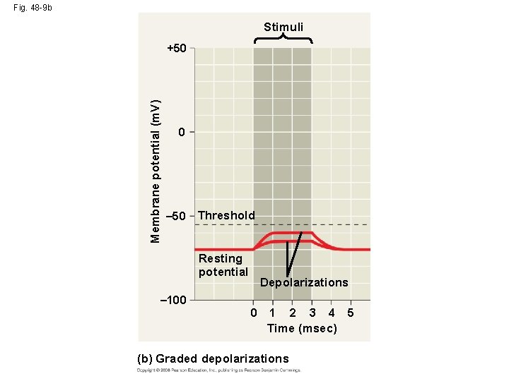 Fig. 48 -9 b Stimuli Membrane potential (m. V) +50 0 – 50 Threshold