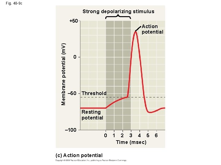 Fig. 48 -9 c Strong depolarizing stimulus Membrane potential (m. V) +50 Action potential