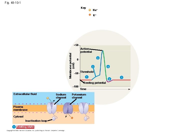 Fig. 48 -10 -1 Key Na+ K+ Membrane potential (m. V) +50 Action potential