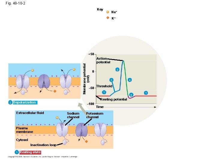 Fig. 48 -10 -2 Key Na+ K+ Membrane potential (m. V) +50 Action potential