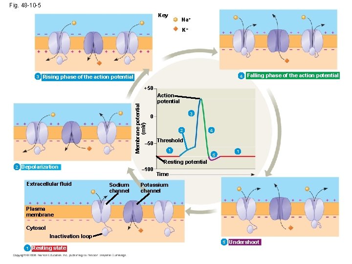 Fig. 48 -10 -5 Key Na+ K+ 3 4 Rising phase of the action