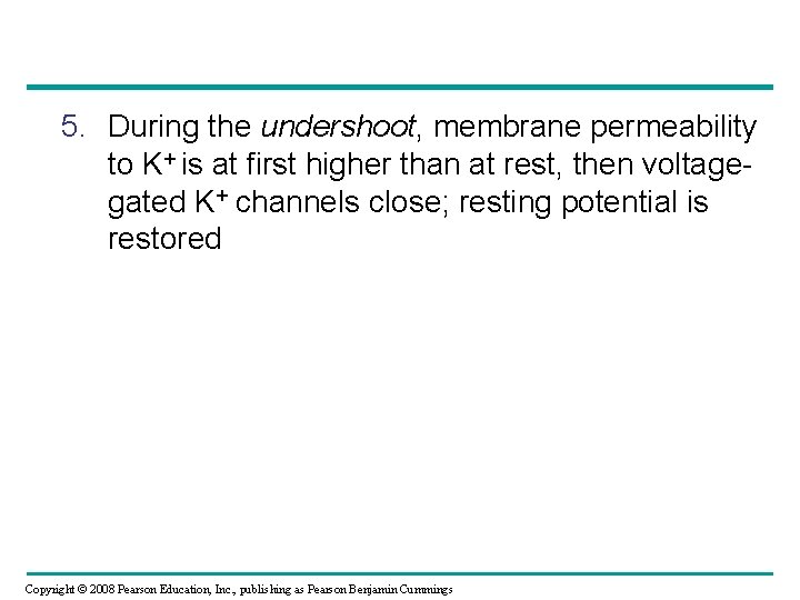 5. During the undershoot, membrane permeability to K+ is at first higher than at