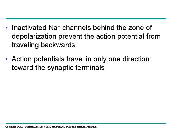  • Inactivated Na+ channels behind the zone of depolarization prevent the action potential