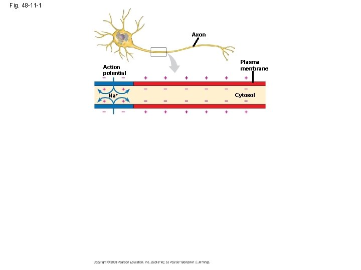 Fig. 48 -11 -1 Axon Action potential Na+ Plasma membrane Cytosol 