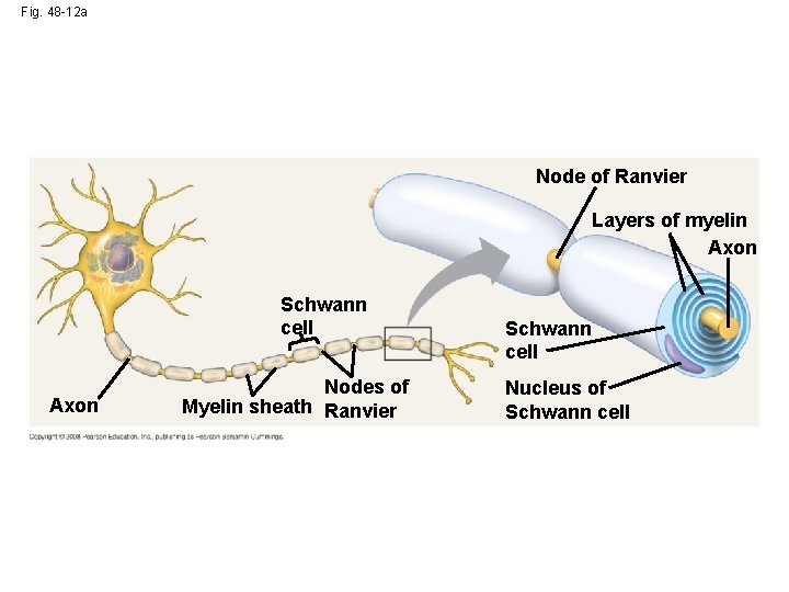 Fig. 48 -12 a Node of Ranvier Layers of myelin Axon Schwann cell Axon