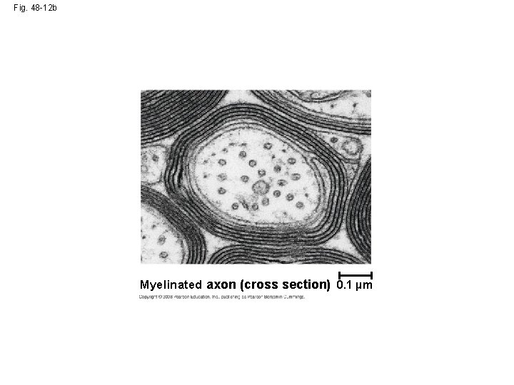 Fig. 48 -12 b Myelinated axon (cross section) 0. 1 µm 