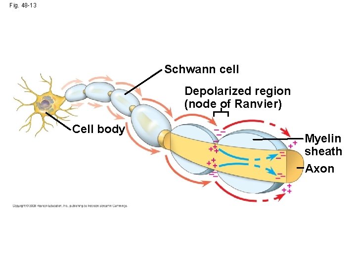 Fig. 48 -13 Schwann cell Depolarized region (node of Ranvier) Cell body Myelin sheath