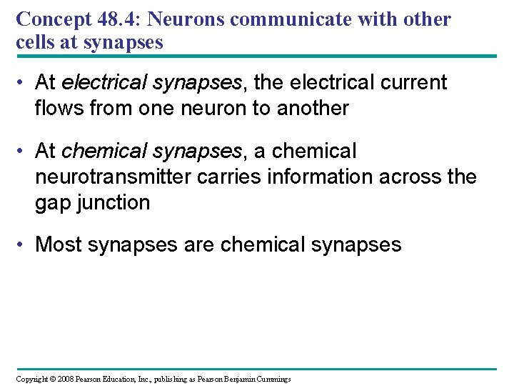 Concept 48. 4: Neurons communicate with other cells at synapses • At electrical synapses,