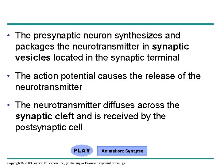  • The presynaptic neuron synthesizes and packages the neurotransmitter in synaptic vesicles located