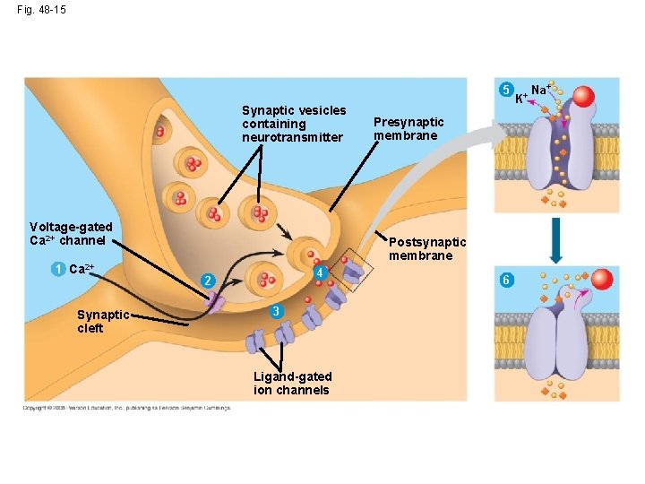 Fig. 48 -15 5 Synaptic vesicles containing neurotransmitter Voltage-gated Ca 2+ channel 1 Ca