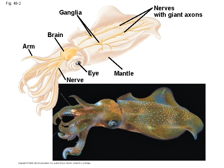 Fig. 48 -2 Nerves with giant axons Ganglia Brain Arm Nerve Eye Mantle 