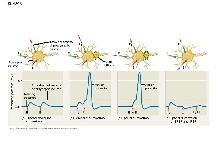 Fig. 48 -16 Terminal branch of presynaptic neuron E 2 E 1 E 2