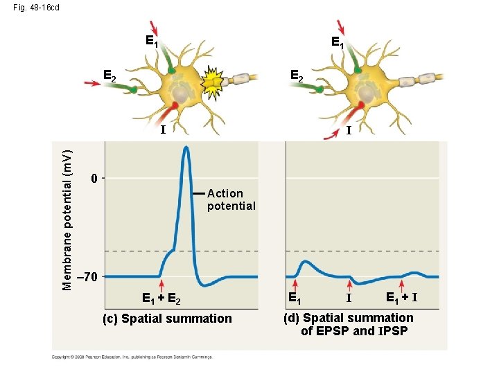 Fig. 48 -16 cd E 1 E 2 Membrane potential (m. V) I I