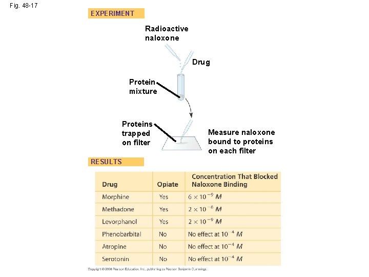 Fig. 48 -17 EXPERIMENT Radioactive naloxone Drug Protein mixture Proteins trapped on filter RESULTS