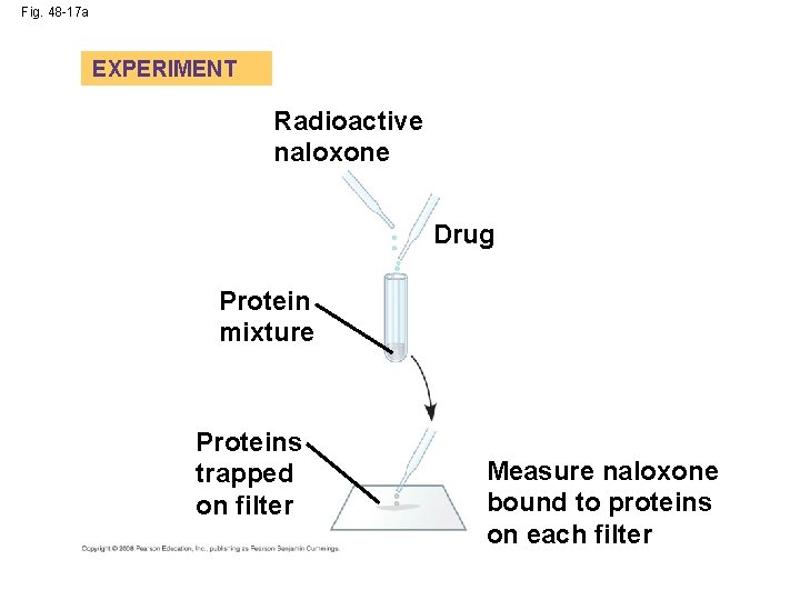 Fig. 48 -17 a EXPERIMENT Radioactive naloxone Drug Protein mixture Proteins trapped on filter