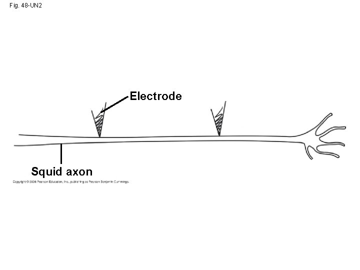 Fig. 48 -UN 2 Electrode Squid axon 