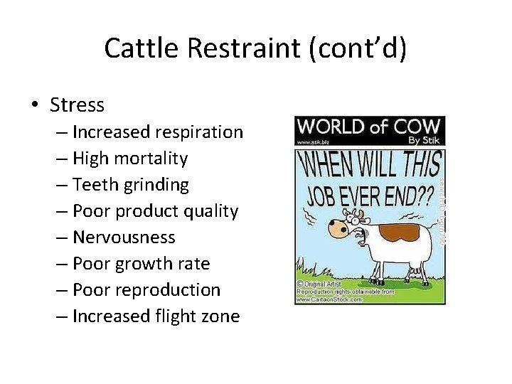Cattle Restraint (cont’d) • Stress – Increased respiration – High mortality – Teeth grinding Cattle Restraint (cont’d) • Stress – Increased respiration – High mortality – Teeth grinding