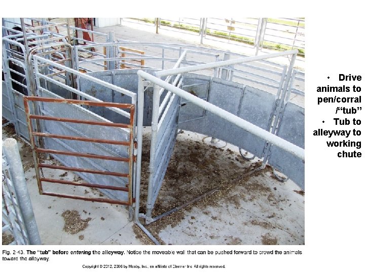 • Drive animals to pen/corral /“tub” • Tub to alleyway to working chute • Drive animals to pen/corral /“tub” • Tub to alleyway to working chute