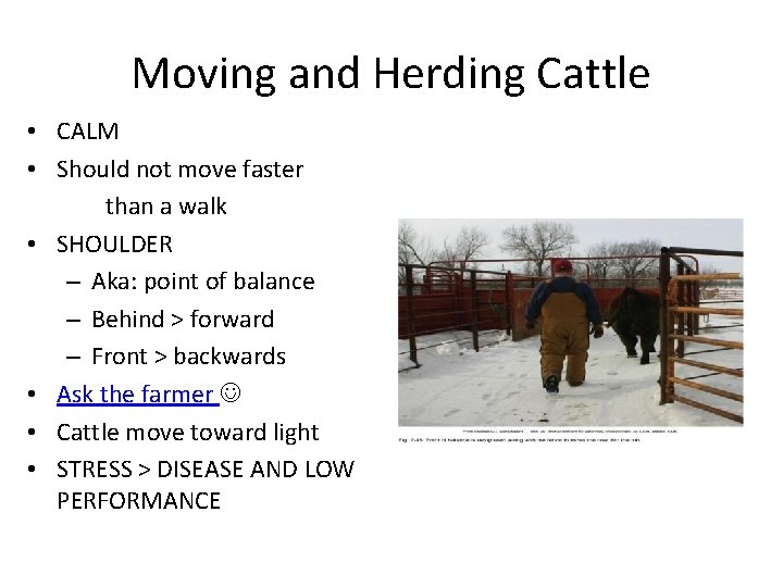 Moving and Herding Cattle • CALM • Should not move faster than a walk Moving and Herding Cattle • CALM • Should not move faster than a walk
