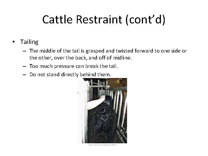 Cattle Restraint (cont’d) • Tailing – The middle of the tail is grasped and Cattle Restraint (cont’d) • Tailing – The middle of the tail is grasped and