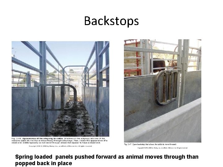 Backstops Spring loaded panels pushed forward as animal moves through than popped back in Backstops Spring loaded panels pushed forward as animal moves through than popped back in