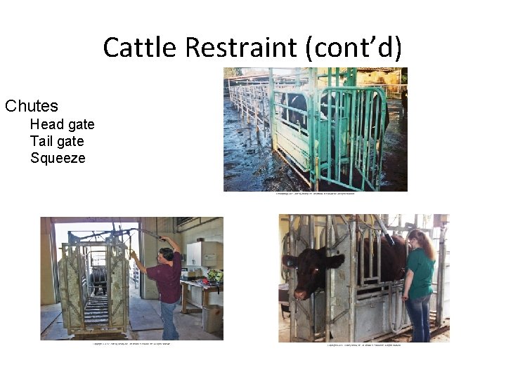 Cattle Restraint (cont’d) Chutes Head gate Tail gate Squeeze Cattle Restraint (cont’d) Chutes Head gate Tail gate Squeeze