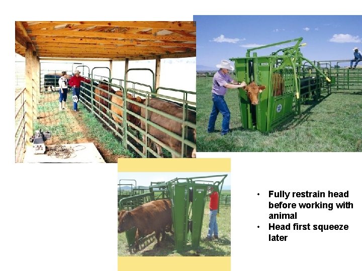 • Fully restrain head before working with animal • Head first squeeze later • Fully restrain head before working with animal • Head first squeeze later