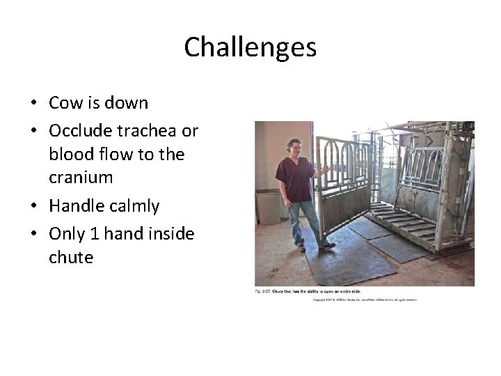 Challenges • Cow is down • Occlude trachea or blood flow to the cranium Challenges • Cow is down • Occlude trachea or blood flow to the cranium
