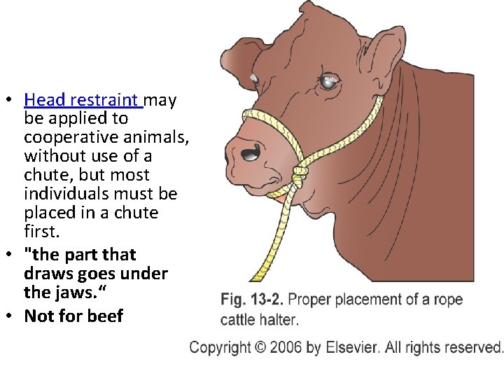 • Head restraint may be applied to cooperative animals, without use of a • Head restraint may be applied to cooperative animals, without use of a