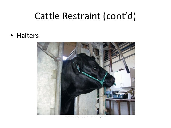 Cattle Restraint (cont’d) • Halters Cattle Restraint (cont’d) • Halters