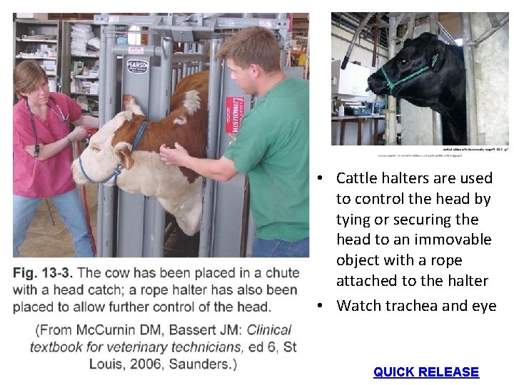 • Cattle halters are used to control the head by tying or securing • Cattle halters are used to control the head by tying or securing
