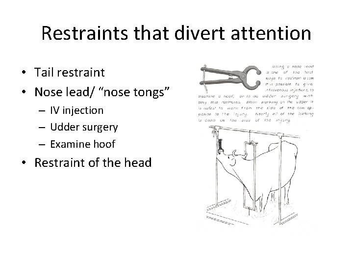 Restraints that divert attention • Tail restraint • Nose lead/ “nose tongs” – IV Restraints that divert attention • Tail restraint • Nose lead/ “nose tongs” – IV