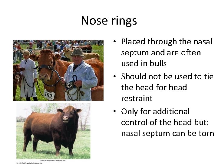 Nose rings • Placed through the nasal septum and are often used in bulls Nose rings • Placed through the nasal septum and are often used in bulls