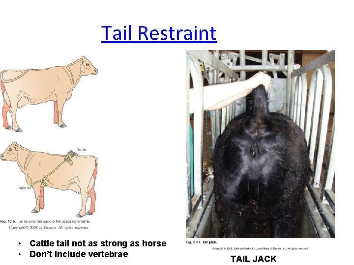 Tail Restraint • Cattle tail not as strong as horse • Don’t include vertebrae Tail Restraint • Cattle tail not as strong as horse • Don’t include vertebrae