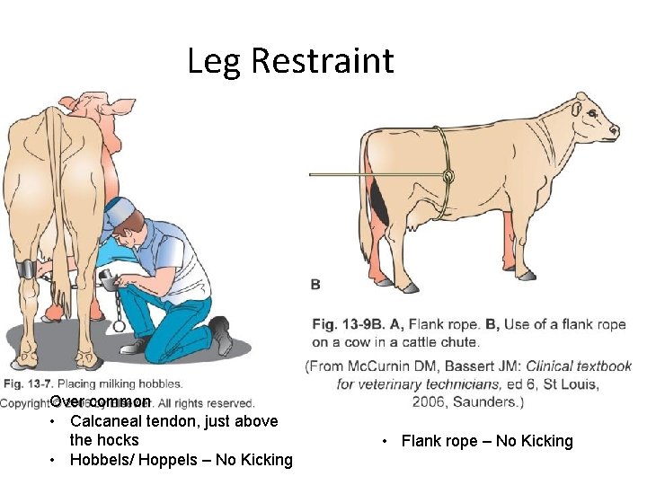 Leg Restraint Over common • Calcaneal tendon, just above the hocks • Hobbels/ Hoppels Leg Restraint Over common • Calcaneal tendon, just above the hocks • Hobbels/ Hoppels