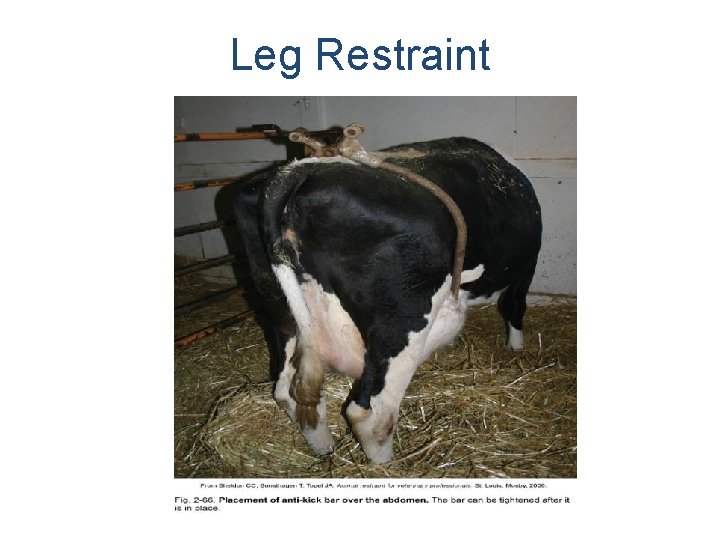 Leg Restraint Leg Restraint