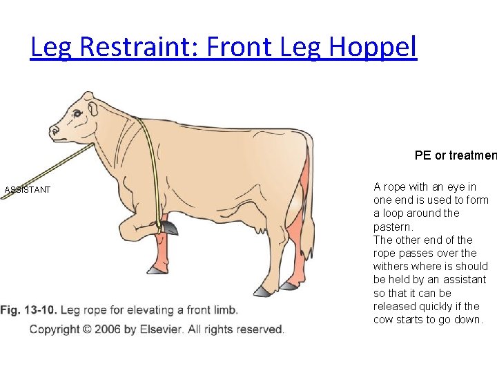 Leg Restraint: Front Leg Hoppel PE or treatmen ASSISTANT A rope with an eye Leg Restraint: Front Leg Hoppel PE or treatmen ASSISTANT A rope with an eye