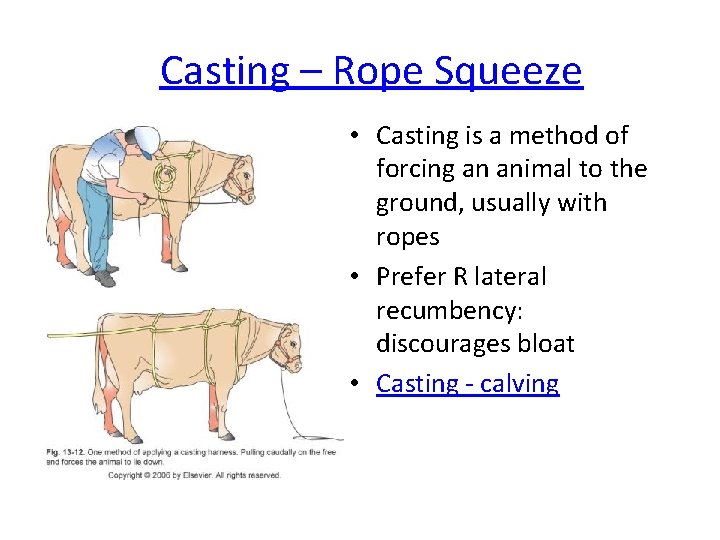 Casting – Rope Squeeze • Casting is a method of forcing an animal to Casting – Rope Squeeze • Casting is a method of forcing an animal to
