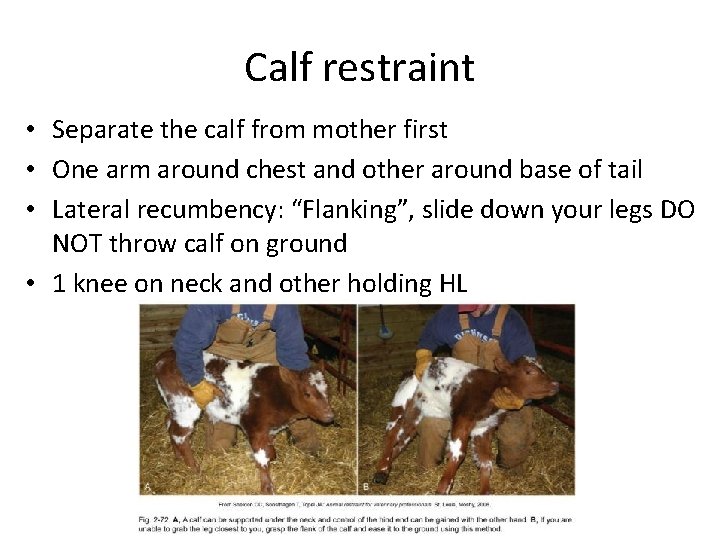 Calf restraint • Separate the calf from mother first • One arm around chest Calf restraint • Separate the calf from mother first • One arm around chest