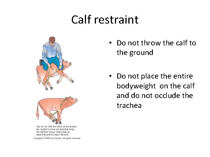 Calf restraint • Do not throw the calf to the ground • Do not Calf restraint • Do not throw the calf to the ground • Do not