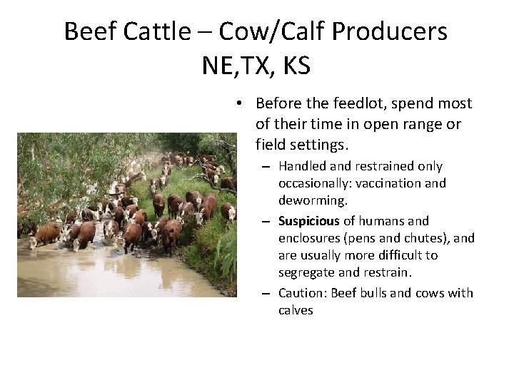 Beef Cattle – Cow/Calf Producers NE, TX, KS • Before the feedlot, spend most Beef Cattle – Cow/Calf Producers NE, TX, KS • Before the feedlot, spend most