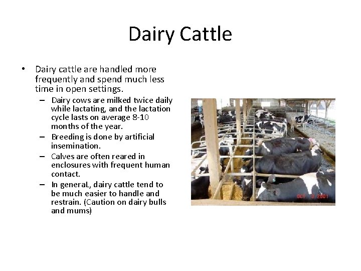 Dairy Cattle • Dairy cattle are handled more frequently and spend much less time Dairy Cattle • Dairy cattle are handled more frequently and spend much less time