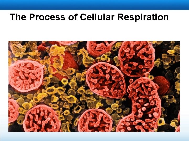 The Process of Cellular Respiration 