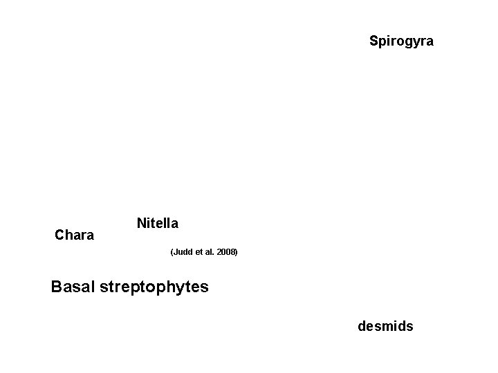 Spirogyra Chara Nitella (Judd et al. 2008) Basal streptophytes desmids 