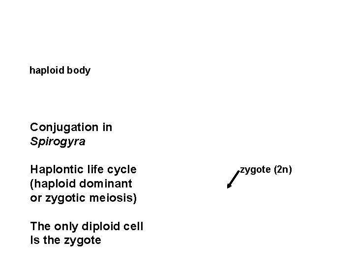 haploid body Conjugation in Spirogyra Haplontic life cycle (haploid dominant or zygotic meiosis) The