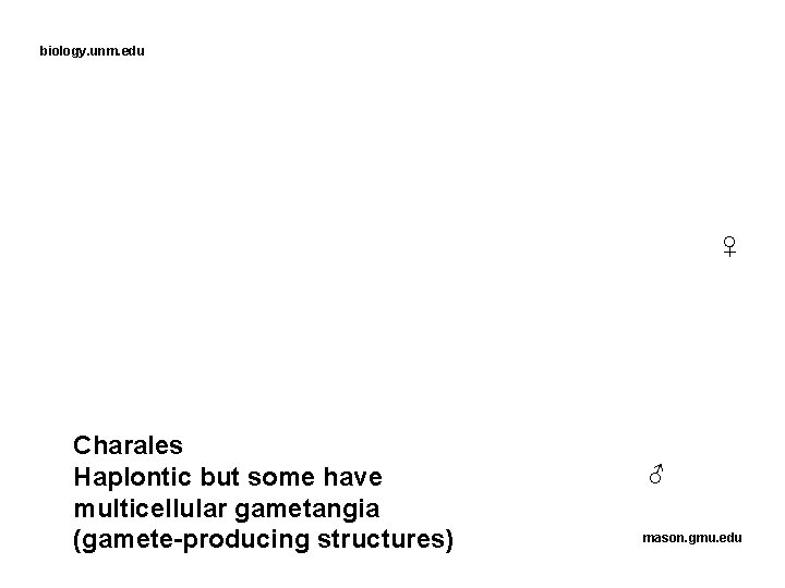 biology. unm. edu ♀ Charales Haplontic but some have multicellular gametangia (gamete-producing structures) ♂